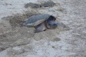 Une tortue serpentine pond ses oeufs au milieu d'une route de sable