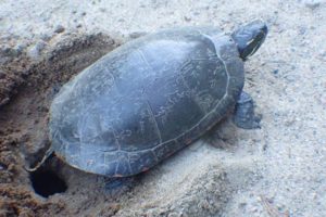 Une tortue peinte pond ses oeufs sur la bordure d'une route de sable