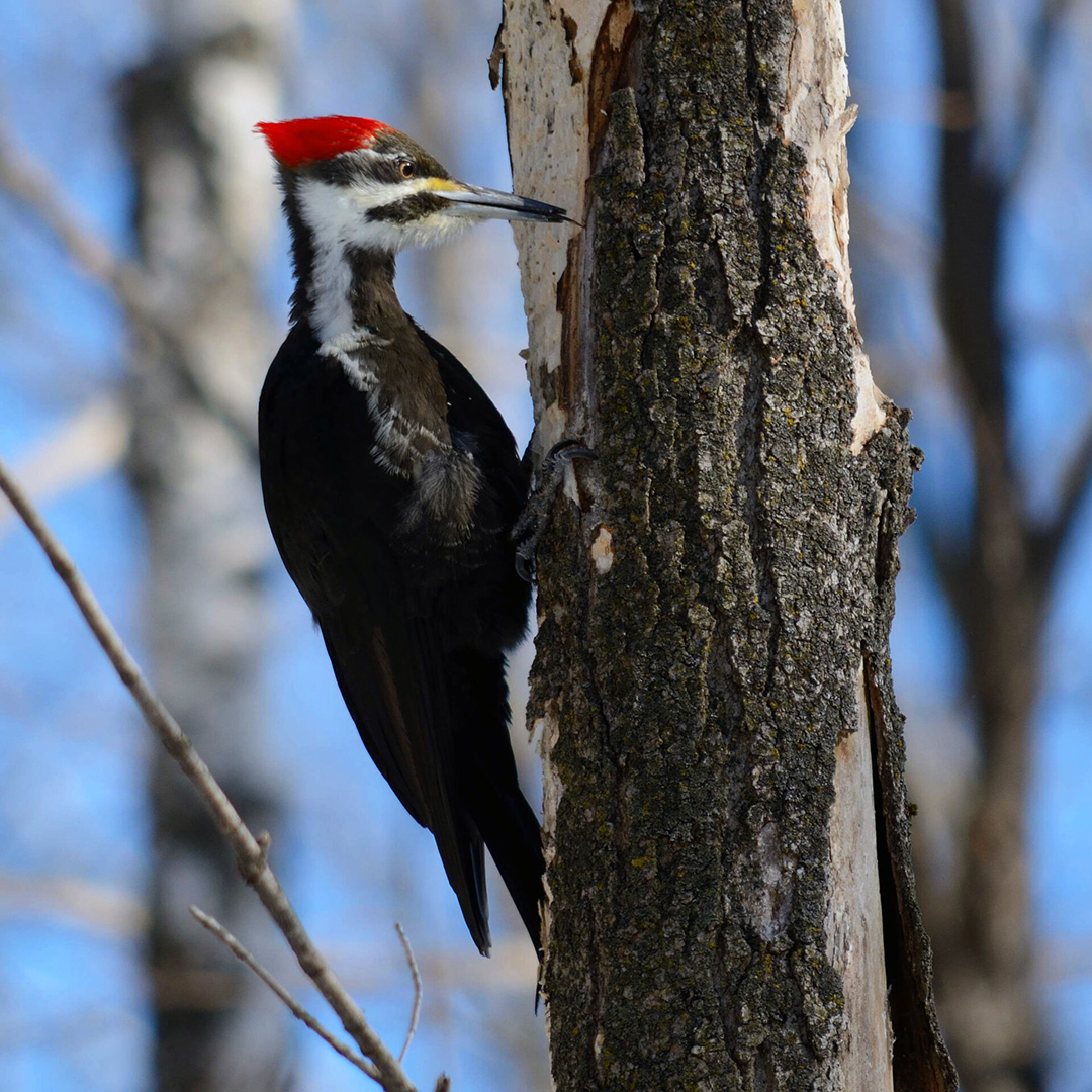 woodpecker